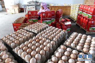 山东平度 蛋鸡养殖探索农业供给侧改革