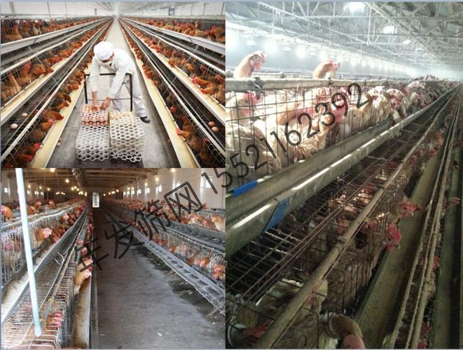 国外养殖客户发养殖蛋鸡鸡舍图,反馈我们广州年发的鸡笼子产品质量好