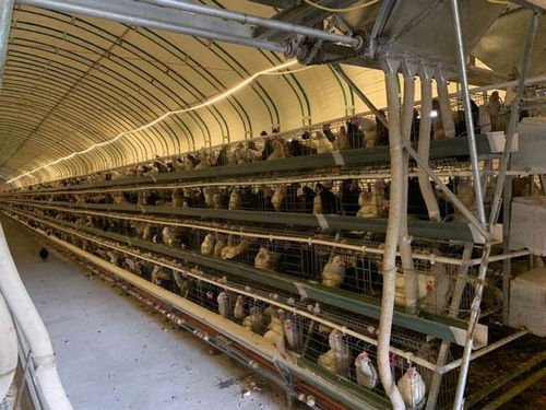 平度一蛋鸡养殖户遭遇 卖蛋难 多部门支援卖了3万多斤