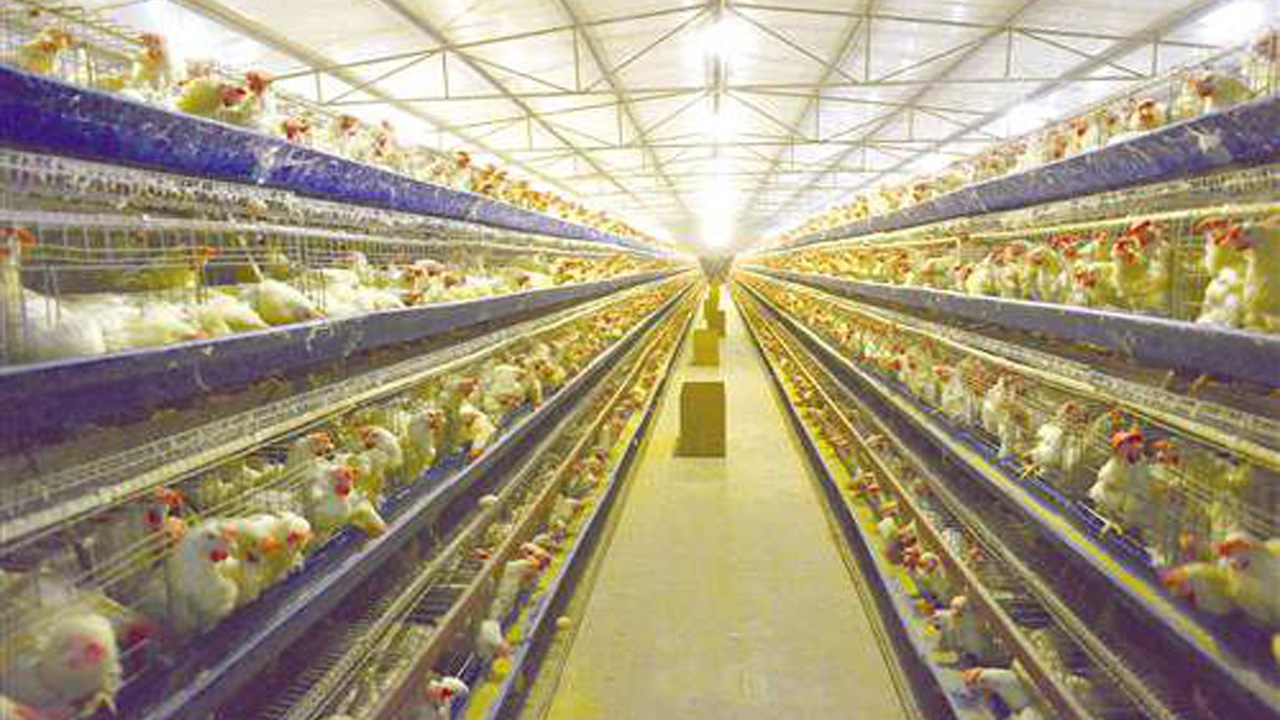 现代化蛋鸡养殖场"孵"出增收致富梦 轮台县哈尔巴尔克乡产.