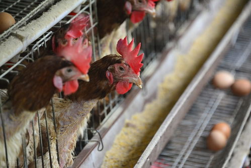 养殖干货丨如何让50周龄的蛋鸡重回 巅峰