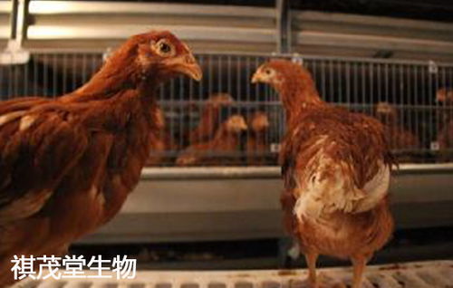 蛋鸡养殖八阶段精养法 用杜仲叶提取物喂鸡可以快速增加产蛋量,增值养鸡收益
